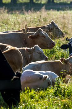 Dairy cows pasture in green meadow in Latvia. Herd of cows grazing in meadow. Cows in meadow in summer time. Cattle grazing in grass, Latvia. 

