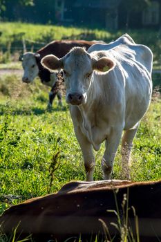 White cow pasture in green meadow in Latvia. Herd of cows grazing in meadow. Cows in meadow in spring time. Cattle grazing in grass, Latvia. 

