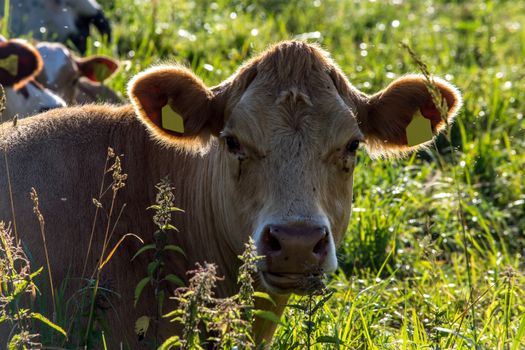 Dairy cows pasture in green meadow in Latvia. Herd of cows grazing in meadow. Cows in meadow in spring time. Cattle grazing in grass, Latvia. 

