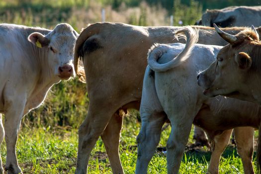 Dairy cows pasture in green meadow in Latvia. Herd of cows grazing in meadow. Cows in meadow in summer time. Cattle grazing in grass, Latvia. 

