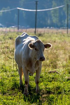 White cow pasture in green meadow in Latvia. Herd of cows grazing in meadow. Cows in meadow in spring time. Cattle grazing in grass, Latvia. 



