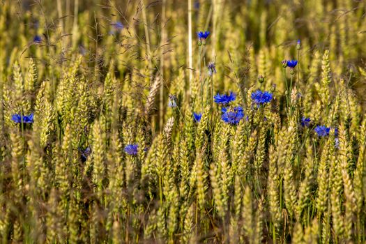 Blue flowers in yellow field as background. Cornflowers on the yellow cereal field. Meadow with nature rural cornflowers in cereal field in summer time.