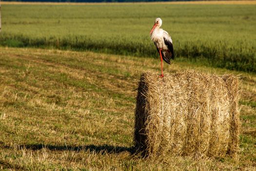 White stork on dry hay bale in green meadow, Latvia. Stork is tall long-legged wading bird with a long bill, with white and black plumage.
