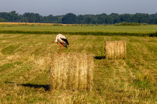 White stork on dry hay bale in green meadow, Latvia. Stork is tall long-legged wading bird with a long bill, with white and black plumage.