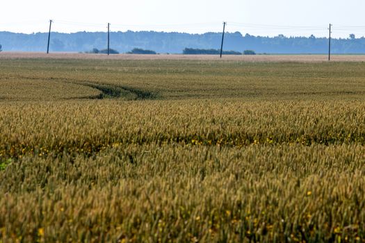 Mist on the cereal field. Road path in cereal field landscape in summer. Tractor tire tracks on the field in Latvia. Classic rural landscape with fog in Latvia.