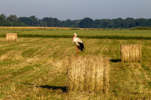 White stork on dry hay bale in green meadow, Latvia. Stork is tall long-legged wading bird with a long bill, with white and black plumage.