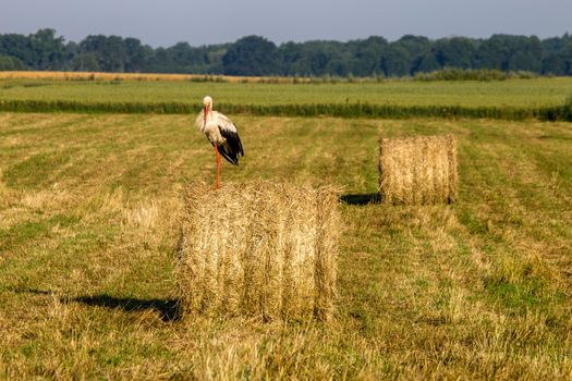 White stork on dry hay bale in green meadow, Latvia. Stork is tall long-legged wading bird with a long bill, with white and black plumage.