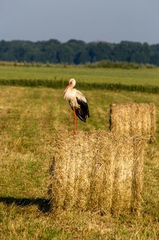 White stork on dry hay bale in green meadow, Latvia. Stork is tall long-legged wading bird with a long bill, with white and black plumage.