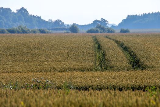 Mist on the cereal field. Road path in cereal field landscape in summer. Tractor tire tracks on the field in Latvia. Classic rural landscape with fog in Latvia.