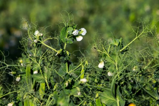 Green pea plants with growing pods. Pods of young green peas. Blooming green sugar peas in Latvia. Beautiful close up of green fresh peas in the garden. Healthy food. 