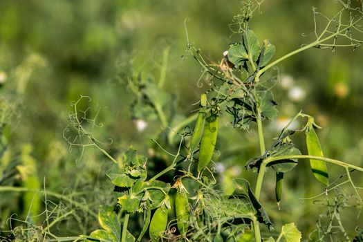 Green pea plants with growing pods. Pods of young green peas. Blooming green sugar peas in Latvia. Beautiful close up of green fresh peas in the garden. Healthy food. 