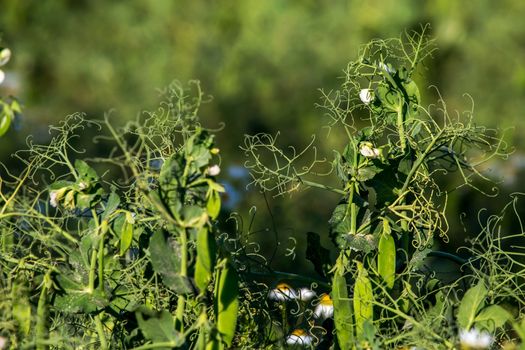 Green pea plants with growing pods. Pods of young green peas. Blooming green sugar peas in Latvia. Beautiful close up of green fresh peas in the garden. Healthy food. 