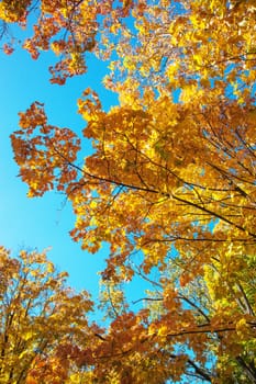 autumn trees and beautiful yellow leaves