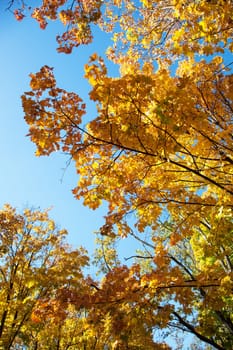 Autumn trees and beautiful yellow leaves