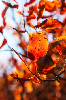 autumn trees and beautiful orange color leaves