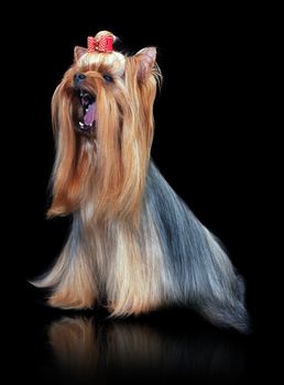 Closeup Yorkshire Terrier Dog Standing on Black Mirror background