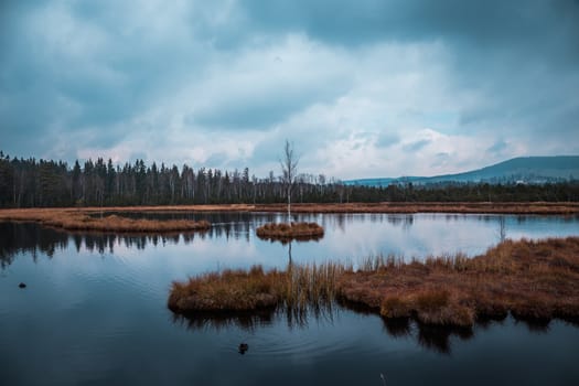 Tree with branches in the swaps, atmospheric capture. The photo was taken at the edge of a natural lake on a cloudy day at the end of the autumn season.