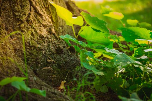 Close up of the bottom of a tree trunk with green plants and grass on the ground with sunbeam shine on it.