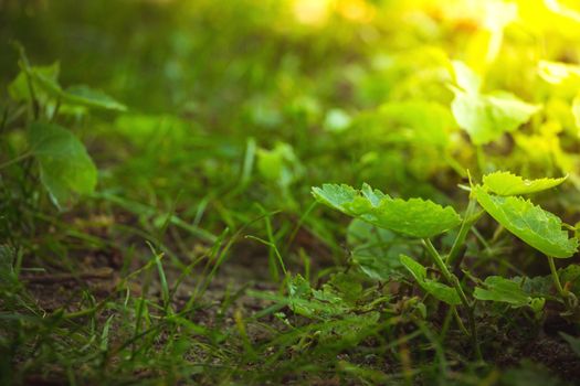 Close up on forest ground flora with green plants and grass.