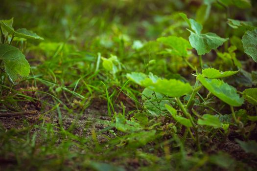 Close up on forest ground flora with green plants and grass.