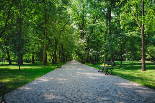 Beautiful alley with green trees in Lazienki Park at Warsaw Poland.