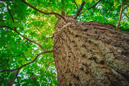Tree from below with a shallow depth of field.