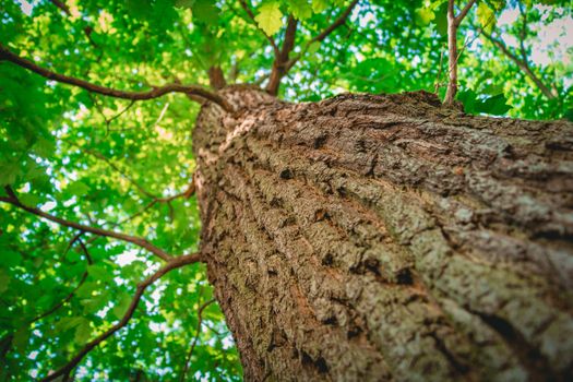 Tree from below with a shallow depth of field.