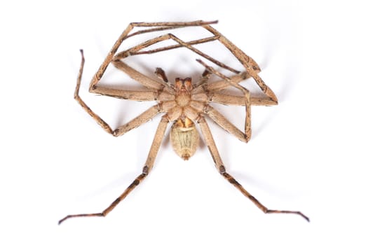 Dead Brown Spider on a white background