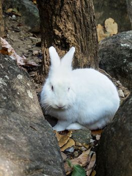 White rabbit sitting between the rocks in the forest