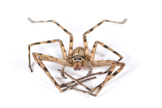 Dead Brown Spider on a white background