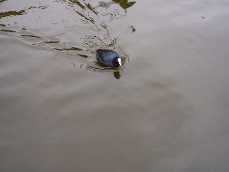 Coot Bird Call Bird Song Coots swimming in the water in countryside of the Netherlands