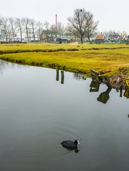 Coot Bird Call Bird Song Coots swimming in the water in countryside of the Netherlands