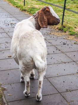 Brown and white goat at The Zaanse Schans, the Netherlands