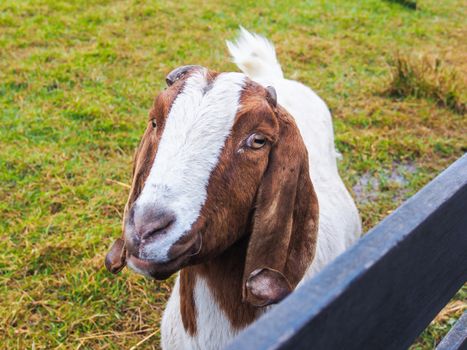 Brown and white goat at The Zaanse Schans, the Netherlands