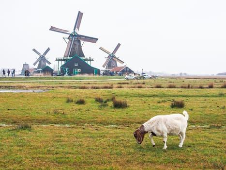 Brown and white goat with windmills at The Zaanse Schans, the Netherlands