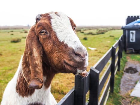 Brown and white goat at The Zaanse Schans, the Netherlands