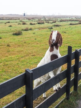 Brown and white goat at The Zaanse Schans, the Netherlands