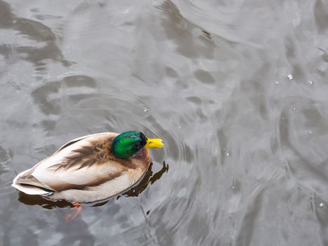 Wild duck swimming in the water