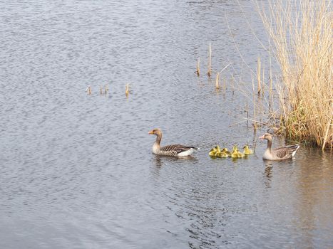 Mother duck with cute duckling on the lake in the Netherlands. Mallard duck with duckling.