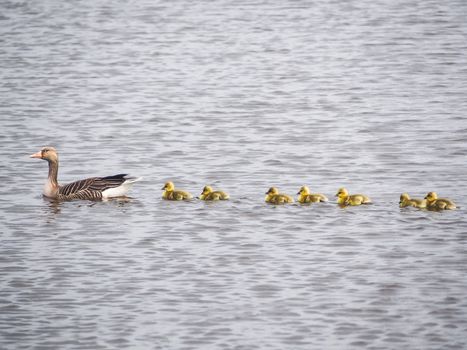 Mother duck with cute duckling on the lake in the Netherlands. Mallard duck with duckling.