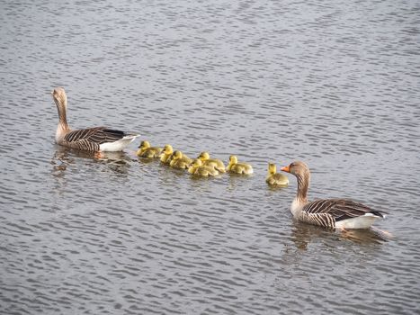 Mother duck with cute duckling on the lake in the Netherlands. Mallard duck with duckling.