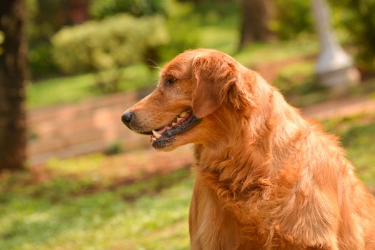 purebred golden retriever dog sitting in park alone.