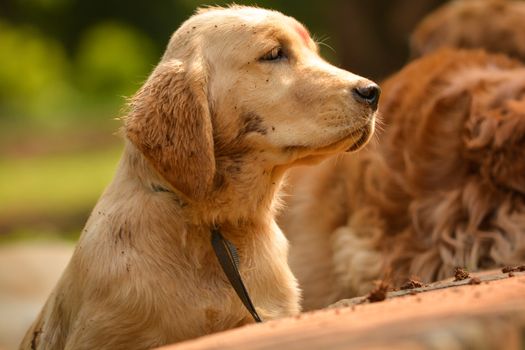 purebred golden retriever dog looks something in park during morning