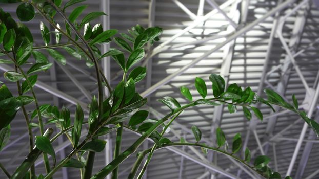 Green plant and metal roof - architecture inside contemporary business hallway. empty interior background. spring background