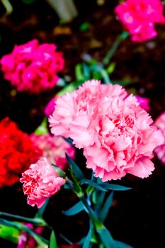 Dianthus caryophyllus, the carnation or clove pink is a species of Dianthus. It is an herbaceous perennial plant. The carnation is national flower of Spain, Monaco, and Slovenia.