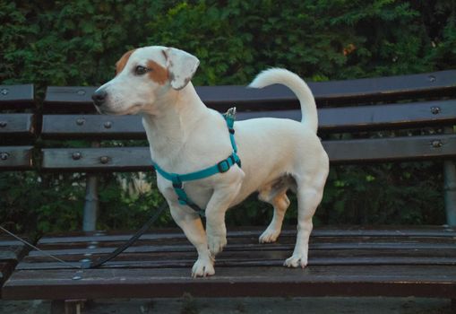 Small white dog proudly posing on bench