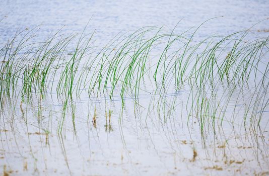 Reed plants in open water of the Florida lake