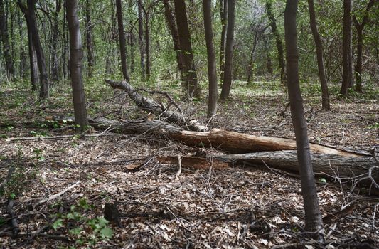 Dead fallen tree trunk in the forest