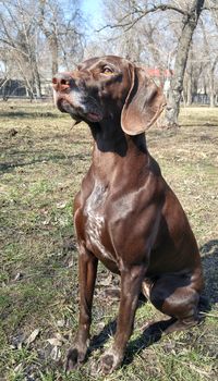 German pointer sitting in the natural parkland