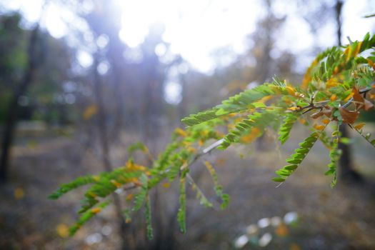 Green leaves in autumn park